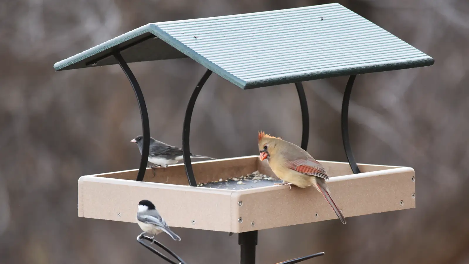 A dark-eyed junco, black-capped chickadee, and female northern cardinal feeding at a covered platform bird feeder